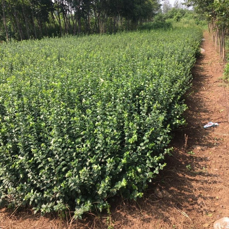 卫予绿化苗木一手货源基地现挖现发品质规格齐全