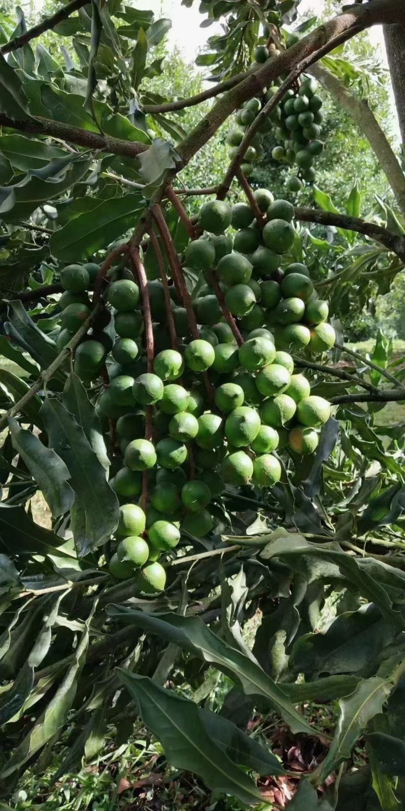 {按斤}夏威夷果一手货源批发价，颗粒饱满量大从优，电联