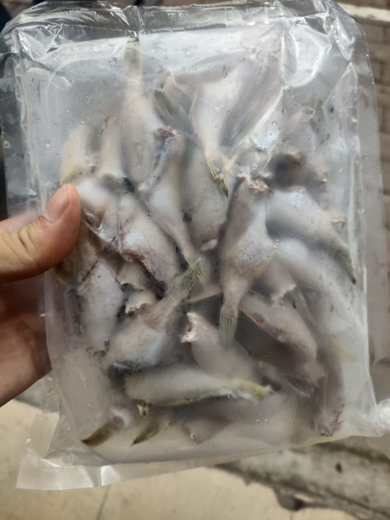 马面小剥皮鱼适用油炸，椒盐