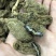 云南昭通天麻昭通野天麻小草坝天麻不满意包退换