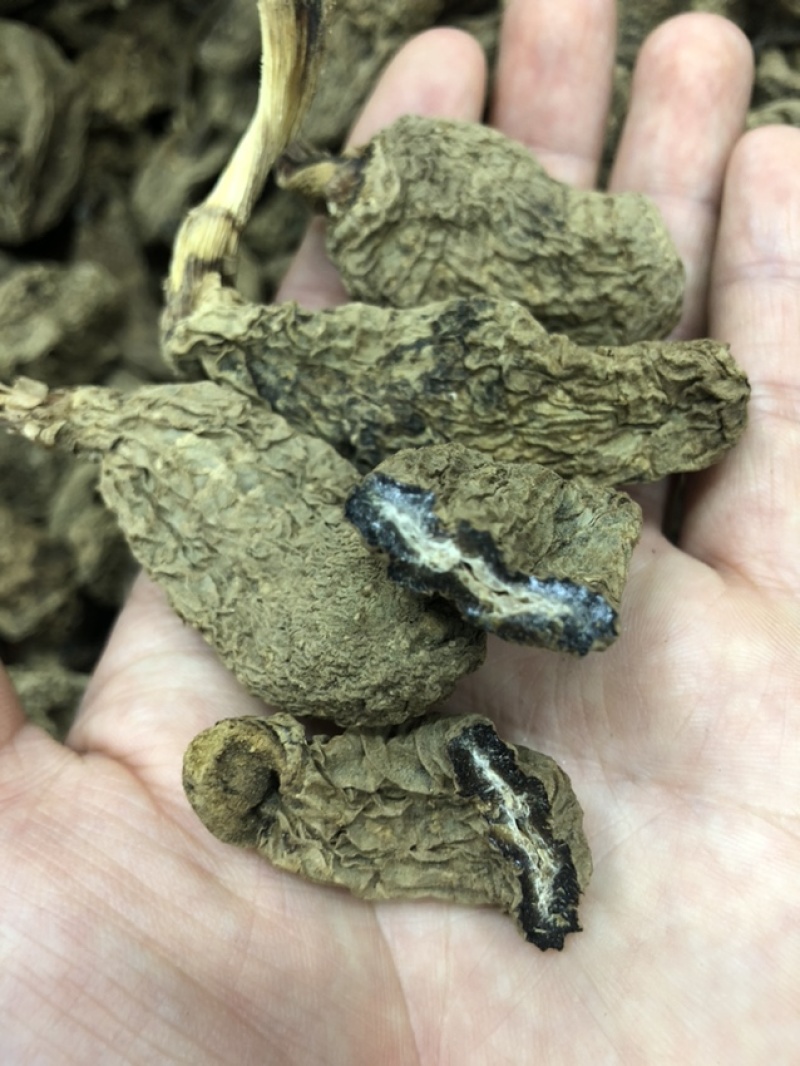 云南昭通天麻昭通野天麻小草坝天麻不满意包退换
