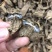 云南昭通天麻昭通野天麻小草坝天麻不满意包退换