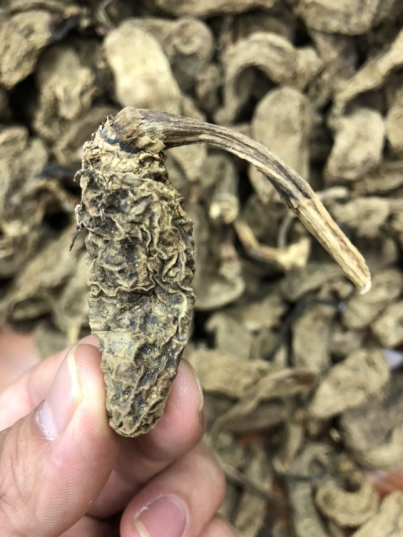 云南昭通天麻昭通野天麻小草坝天麻不满意包退换