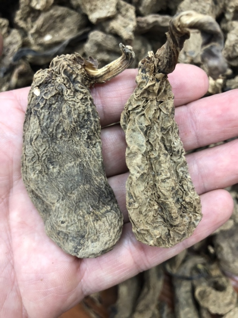 云南昭通天麻昭通野天麻小草坝天麻不满意包退换