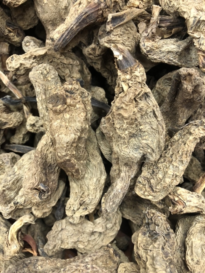 云南昭通天麻昭通野天麻小草坝天麻不满意包退换