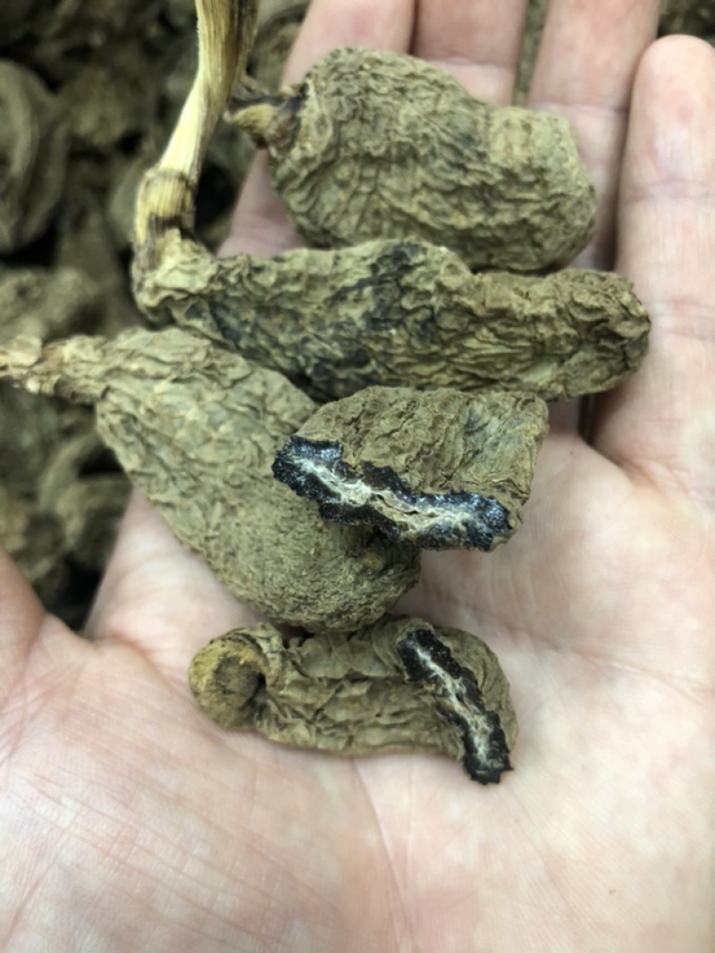 云南昭通天麻昭通野天麻小草坝天麻不满意包退换