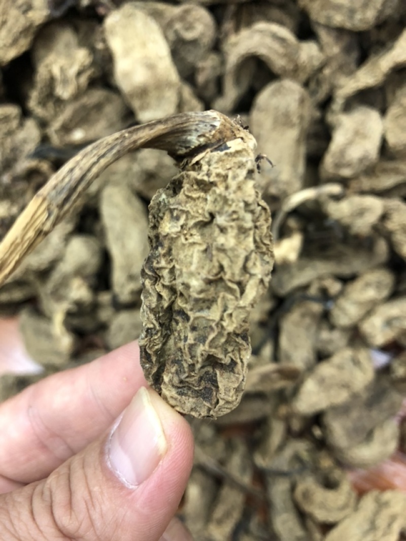 云南昭通天麻昭通野天麻小草坝天麻不满意包退换