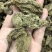 云南昭通天麻昭通野天麻小草坝天麻不满意包退换