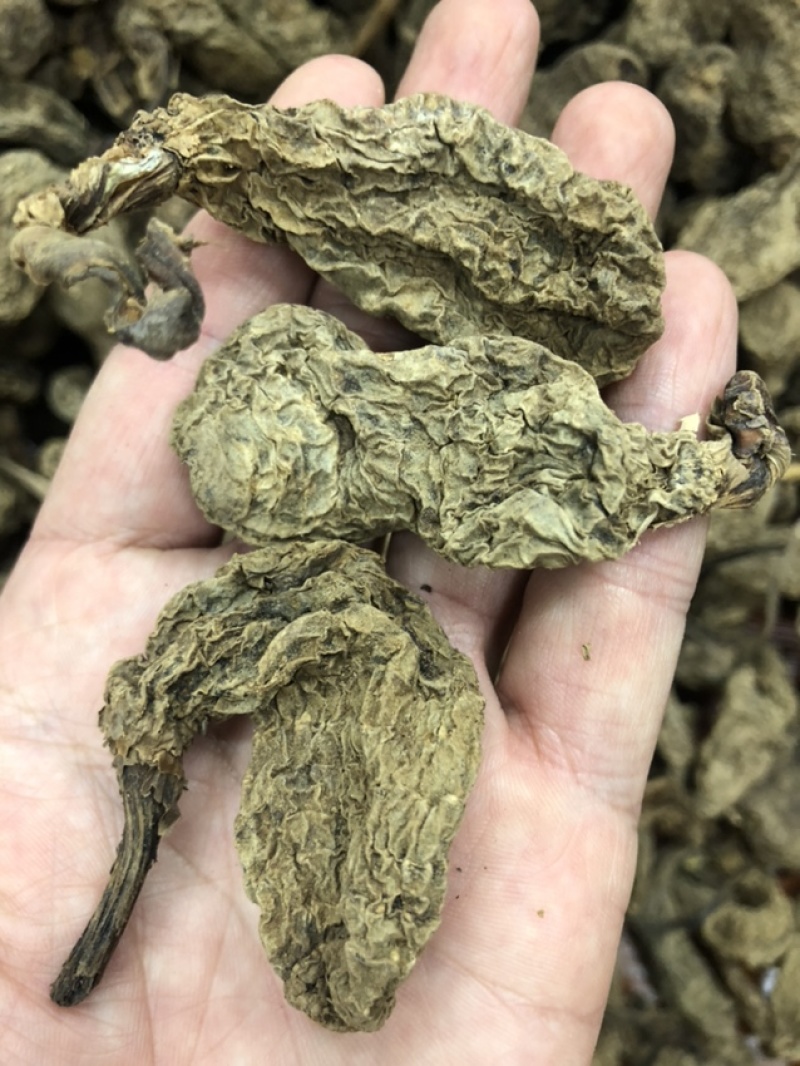 云南昭通天麻昭通野天麻小草坝天麻不满意包退换
