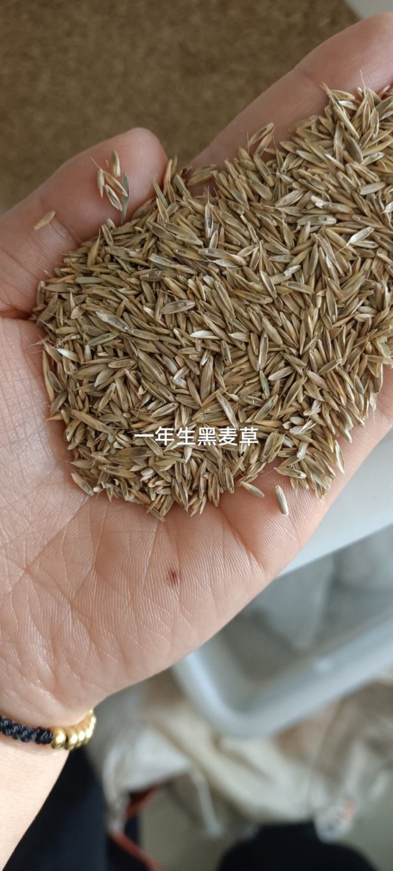草坪草籽牧草种子护坡绿化种子耐寒多年生黑麦草