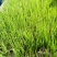 草坪草籽牧草种子护坡绿化种子耐寒多年生黑麦草