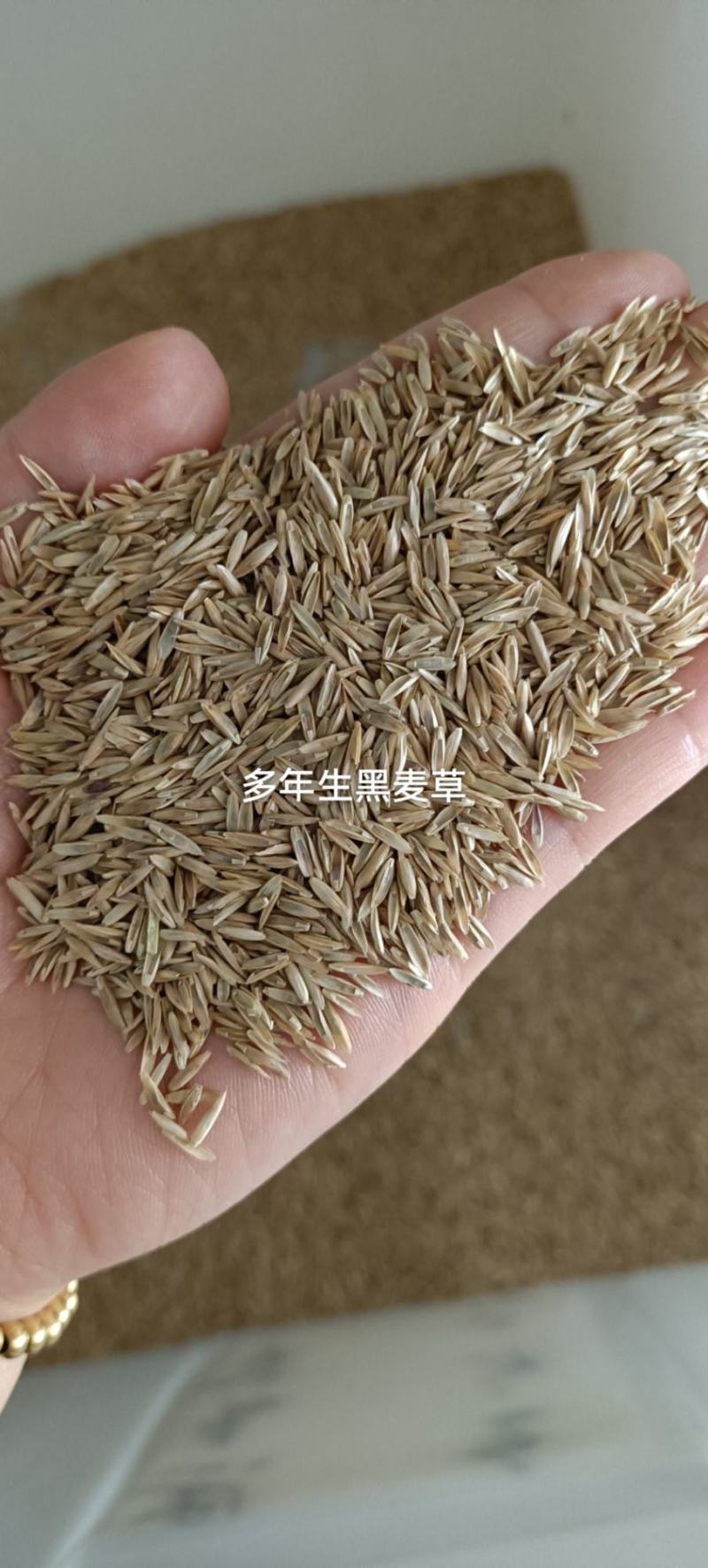 草坪草籽牧草种子护坡绿化种子耐寒多年生黑麦草
