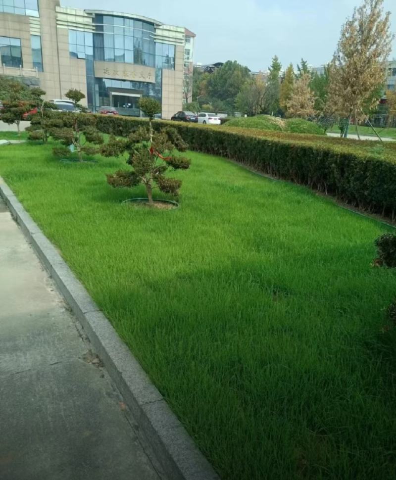 草坪草籽牧草种子护坡绿化种子耐寒多年生黑麦草