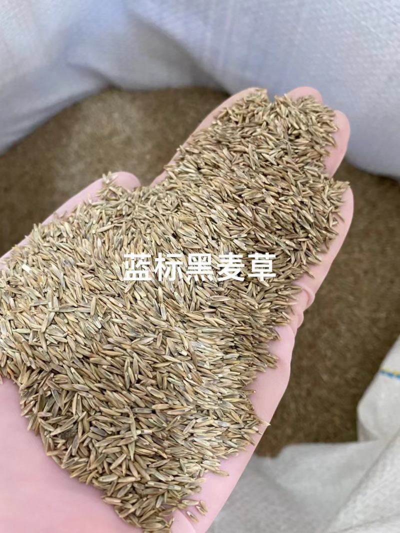 草坪草籽牧草种子护坡绿化种子耐寒多年生黑麦草
