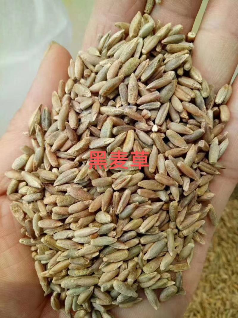草坪草籽牧草种子护坡绿化种子耐寒多年生黑麦草