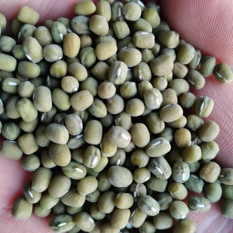 新绿豆上市