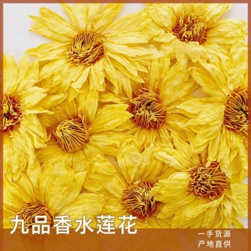莲花茶-金莲花花干-散花定型