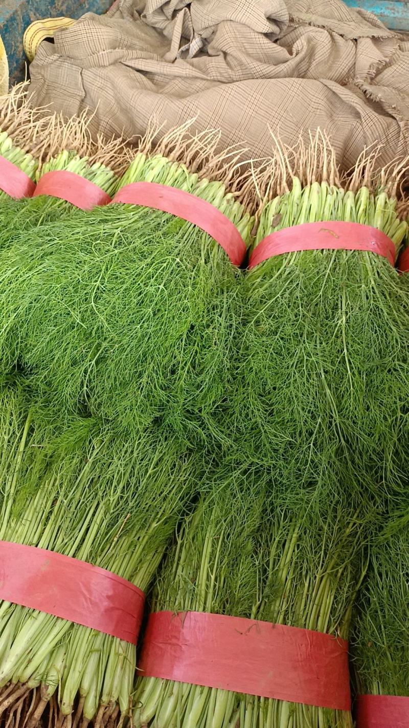 河北精品茴香菜品质保障全国代发视频看货实地考察欢迎电联