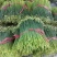 韮苔山东韭苔大量供应产地直发可视频看货品质保证