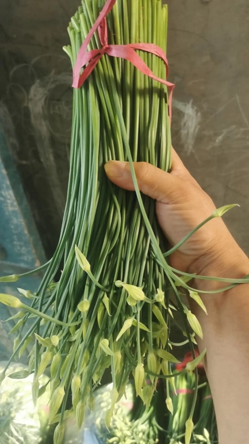 韮苔山东韭苔大量供应产地直发可视频看货品质保证