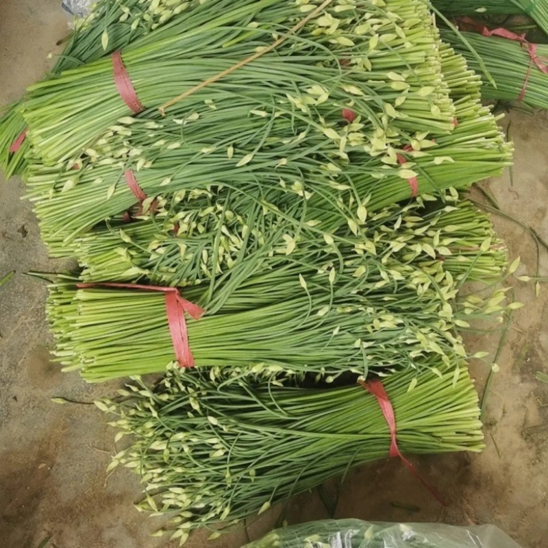 韮苔山东韭苔大量供应产地直发可视频看货品质保证