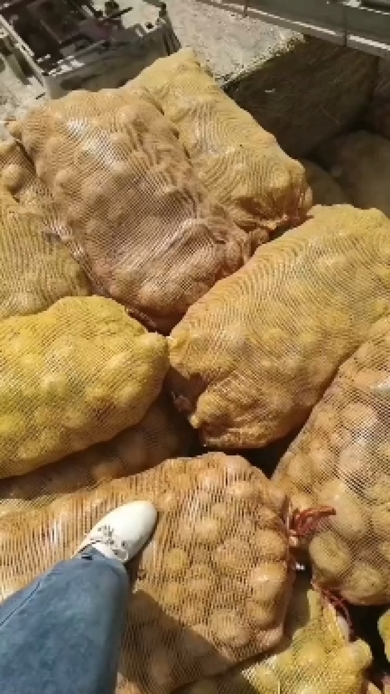 土豆种子，土豆种子公司，早熟土豆种子，V七土豆种子，沃土