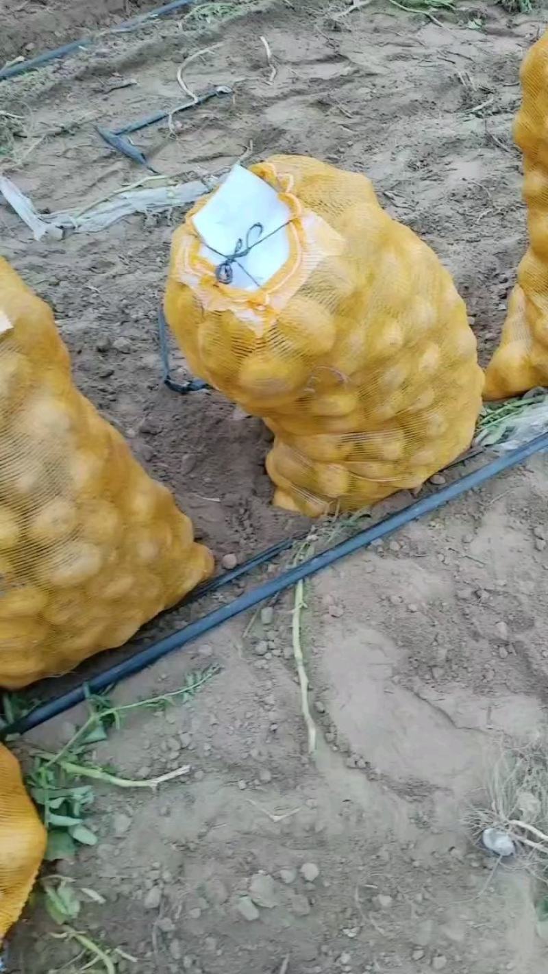 土豆种子，土豆种子公司，早熟土豆种子，V七土豆种子，沃土