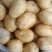 土豆种子，土豆种子公司，早熟土豆种子，V七土豆种子，沃土