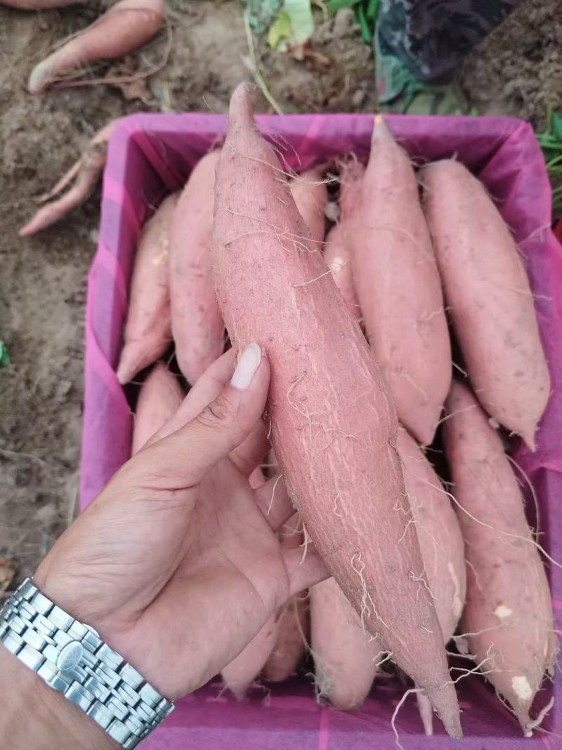 红薯种薯，西瓜，烟薯脱毒种，品种多，保质量从北京发货