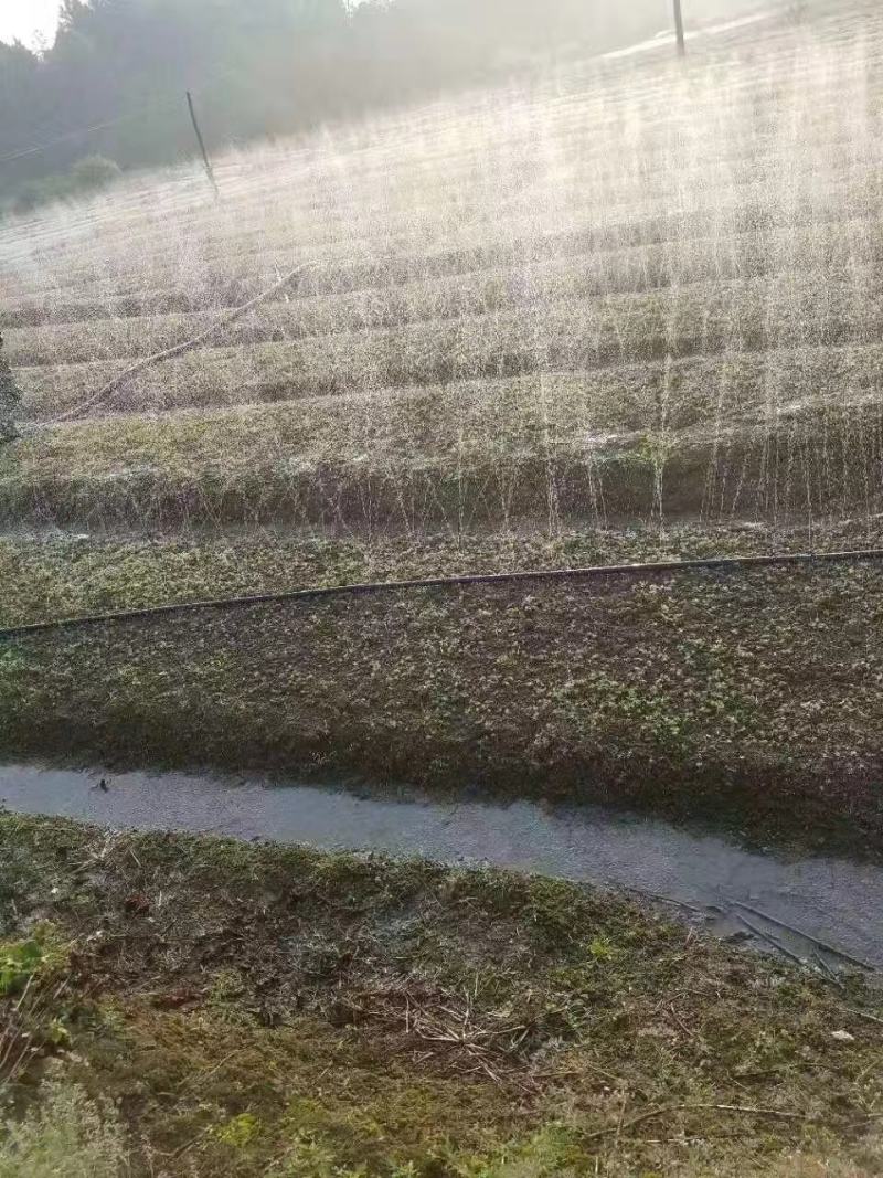 众鑫节水灌溉，聚乙烯材质，微喷带双层复合加厚，斜九孔