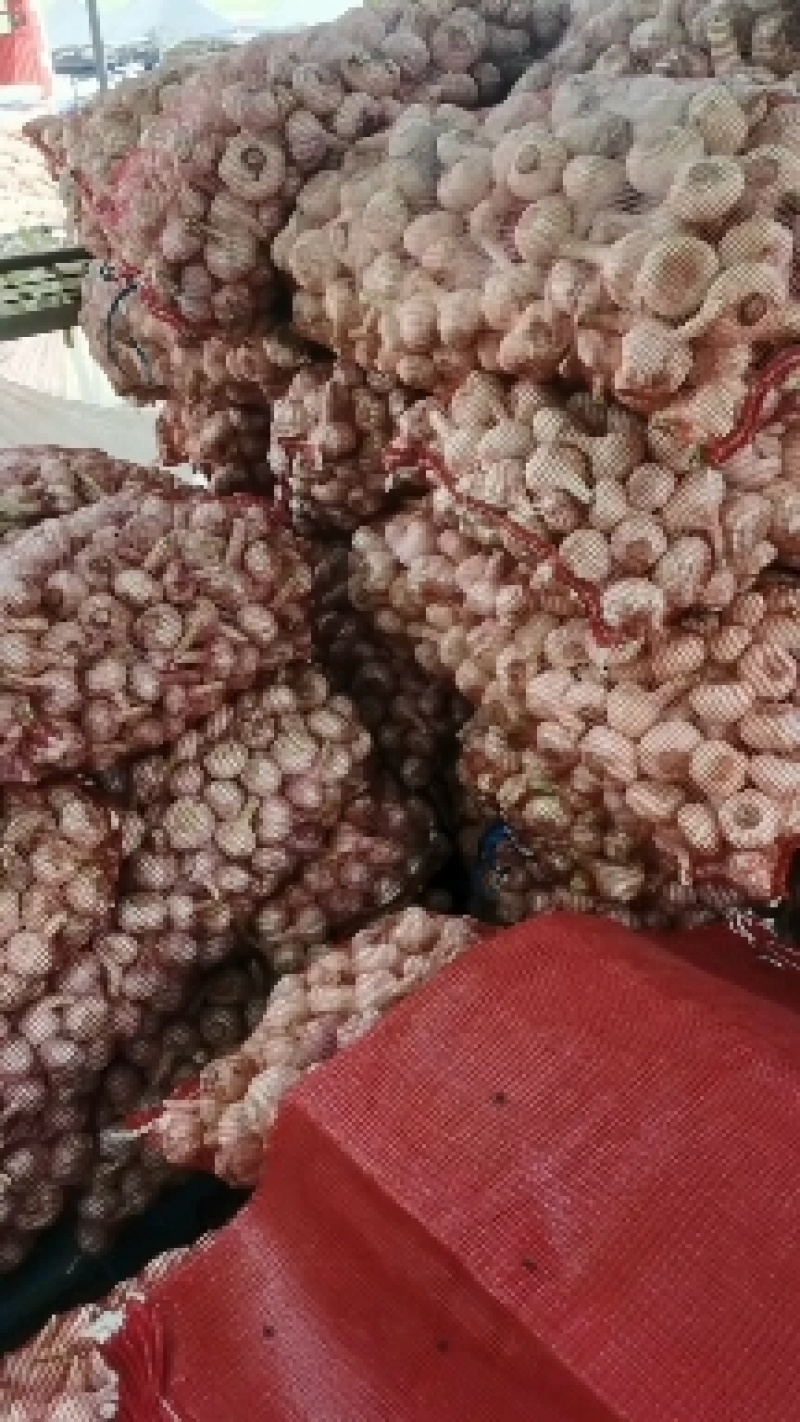 金蒜一号大蒜种子，太空大蒜种子，大蒜种子，紫皮大蒜种子，