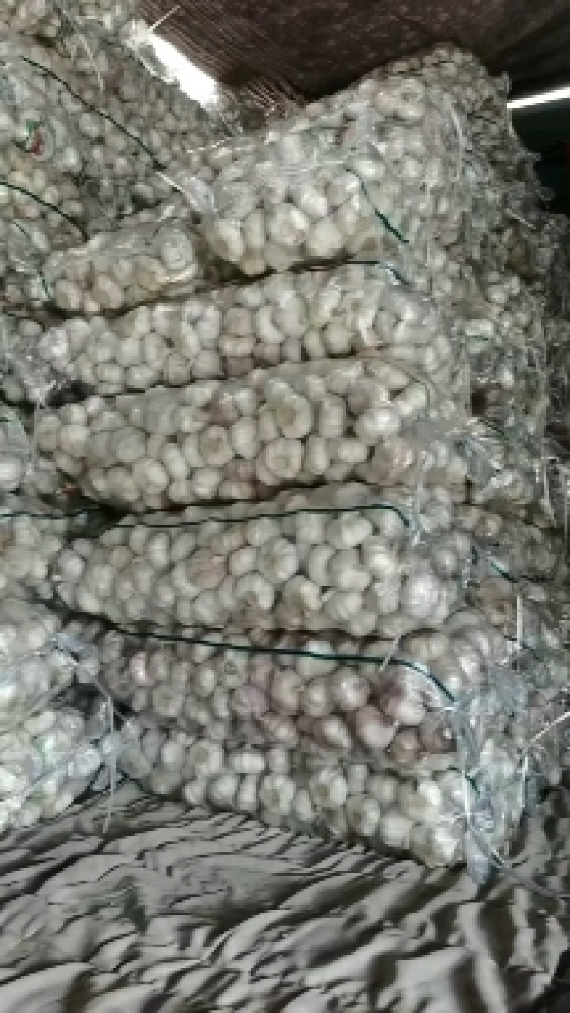 金蒜一号大蒜种子，太空大蒜种子，大蒜种子，紫皮大蒜种子，