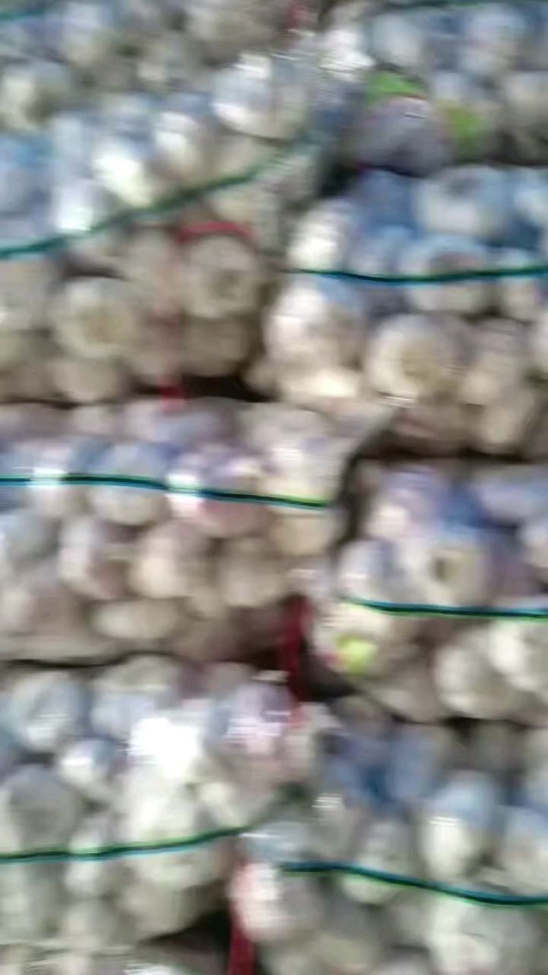金蒜一号大蒜种子，太空大蒜种子，大蒜种子，紫皮大蒜种子，
