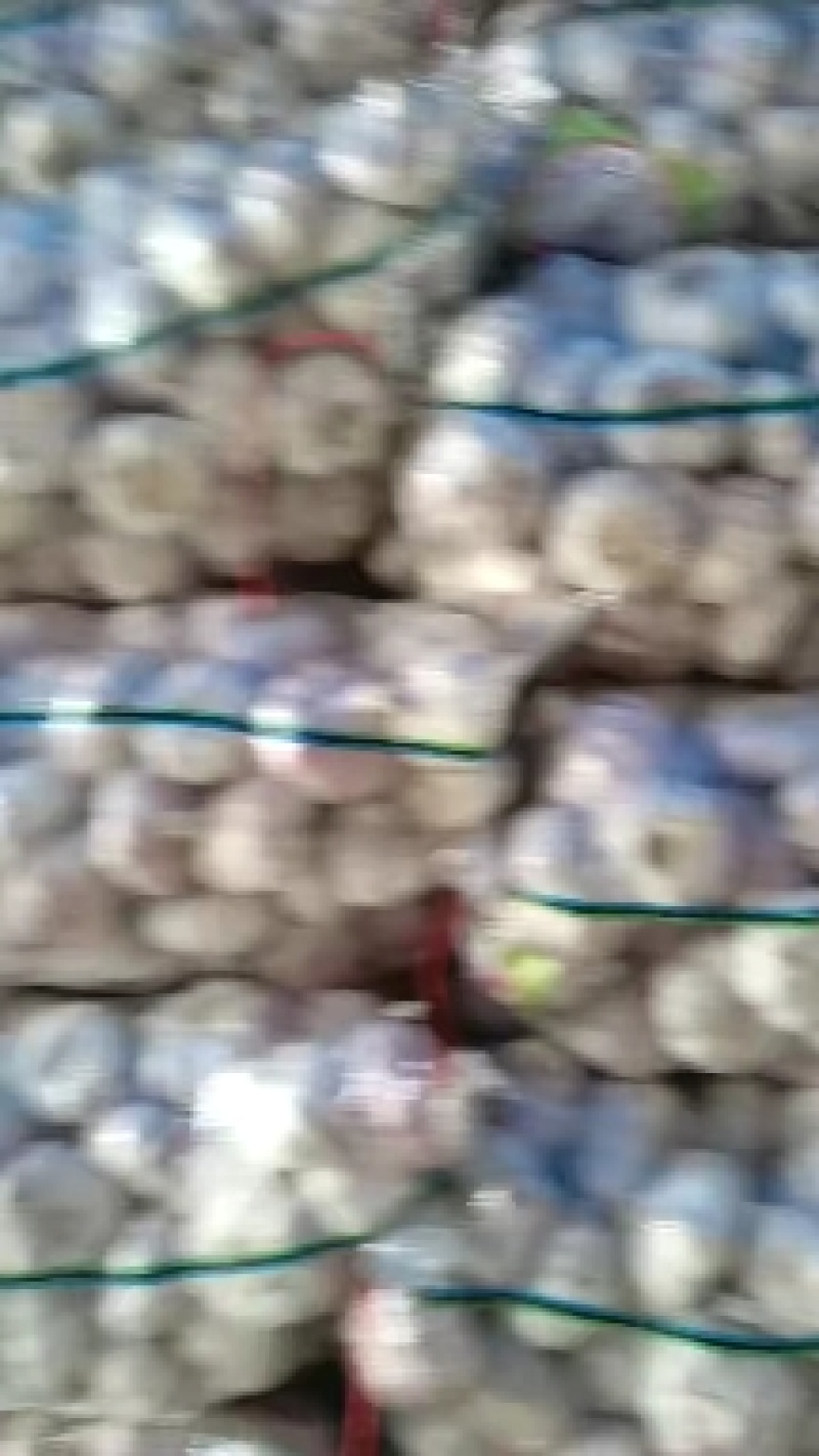 金蒜一号大蒜种子，太空大蒜种子，大蒜种子，紫皮大蒜种子，