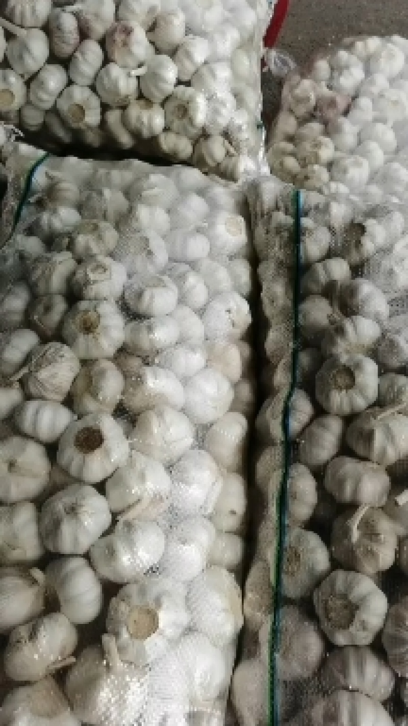 金蒜一号大蒜种子，太空大蒜种子，大蒜种子，紫皮大蒜种子，