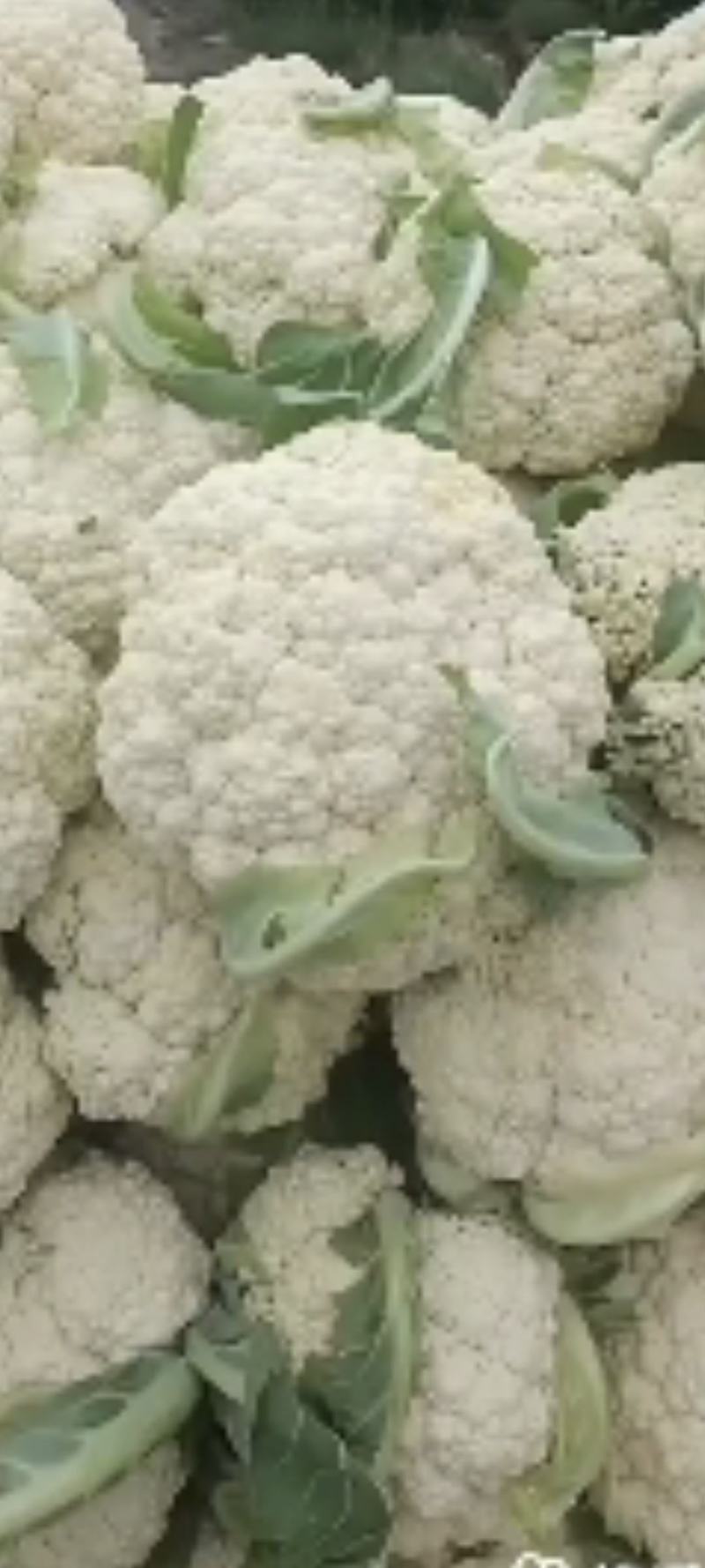 散花