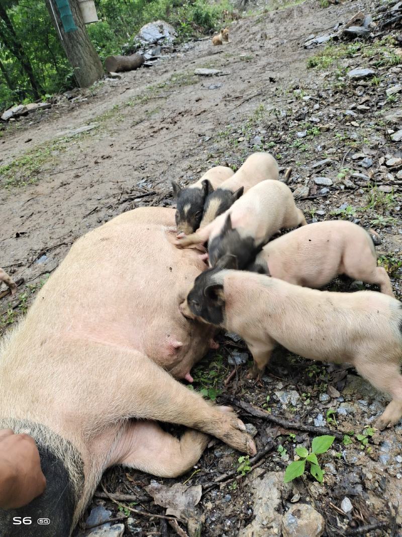 自繁自养巴马香猪