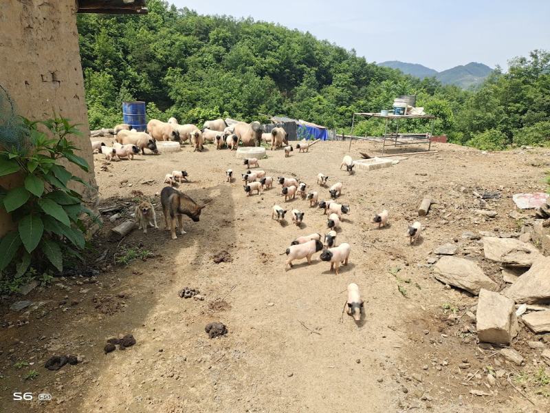 自繁自养巴马香猪