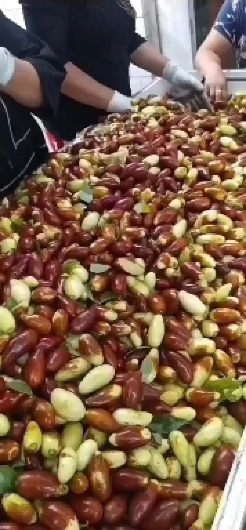 马牙栆，自然熟口感甜脆，现摘现发诚信为本合作共赢
