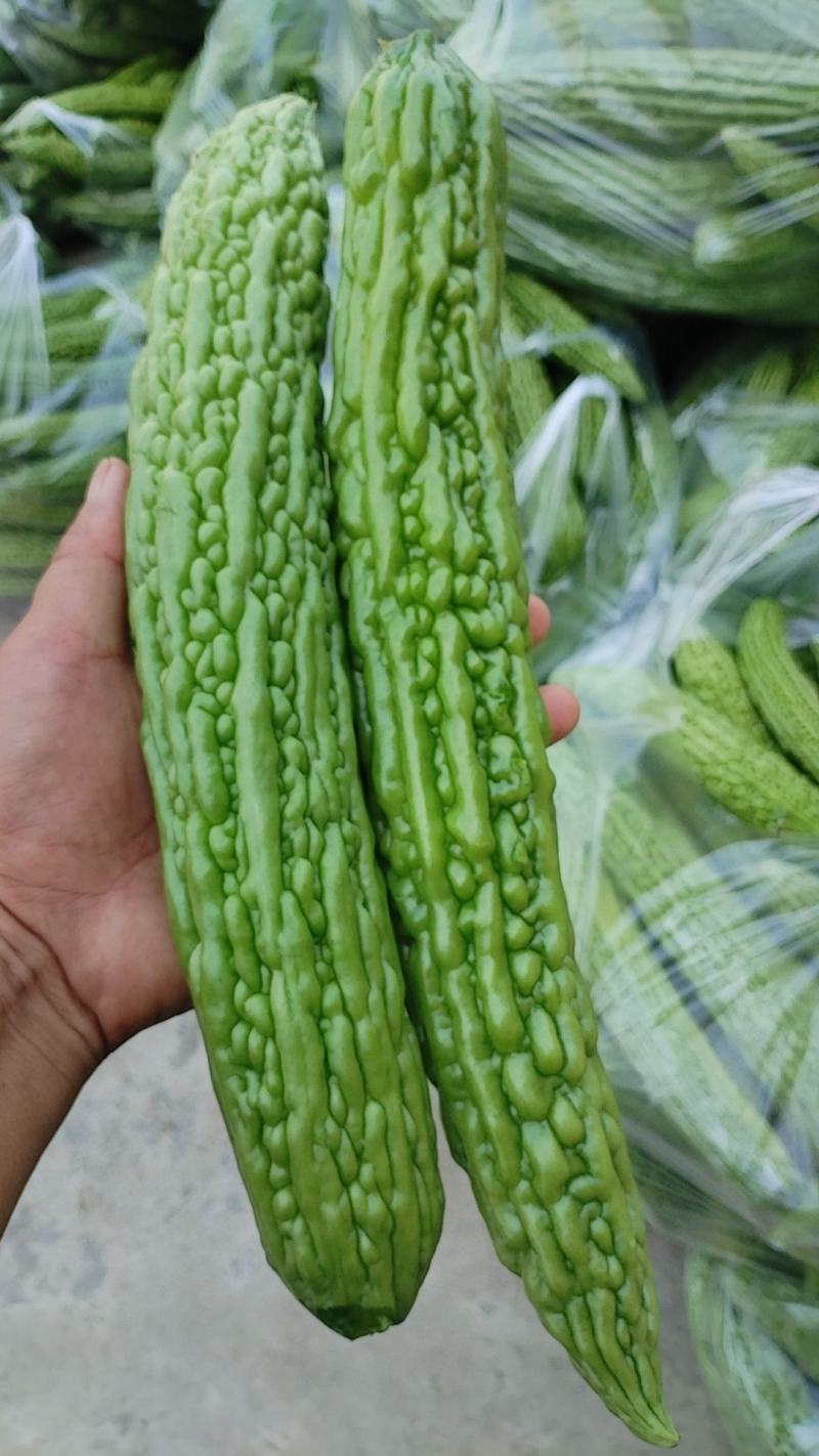 苦瓜