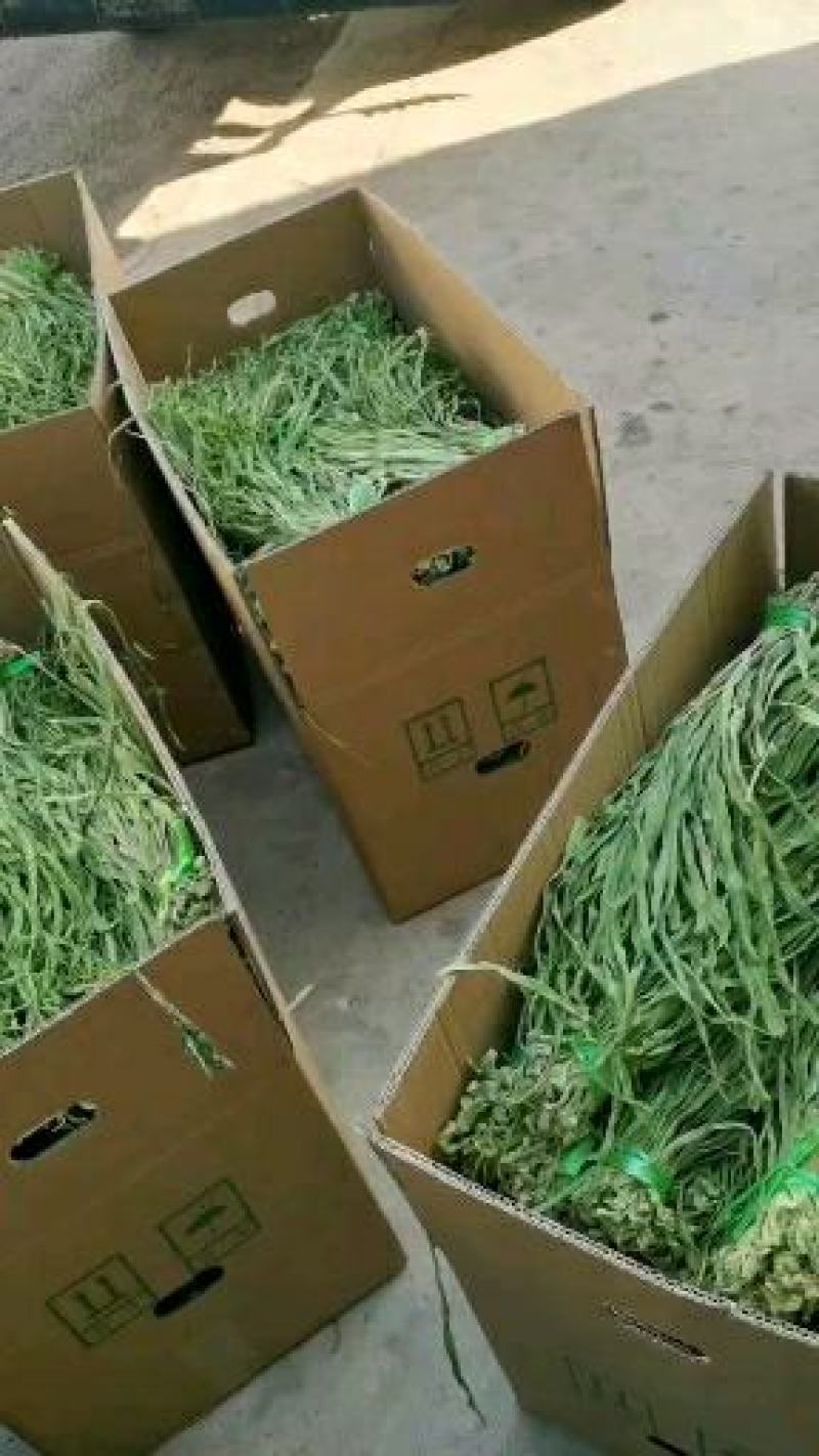 苹果经登录名口感好