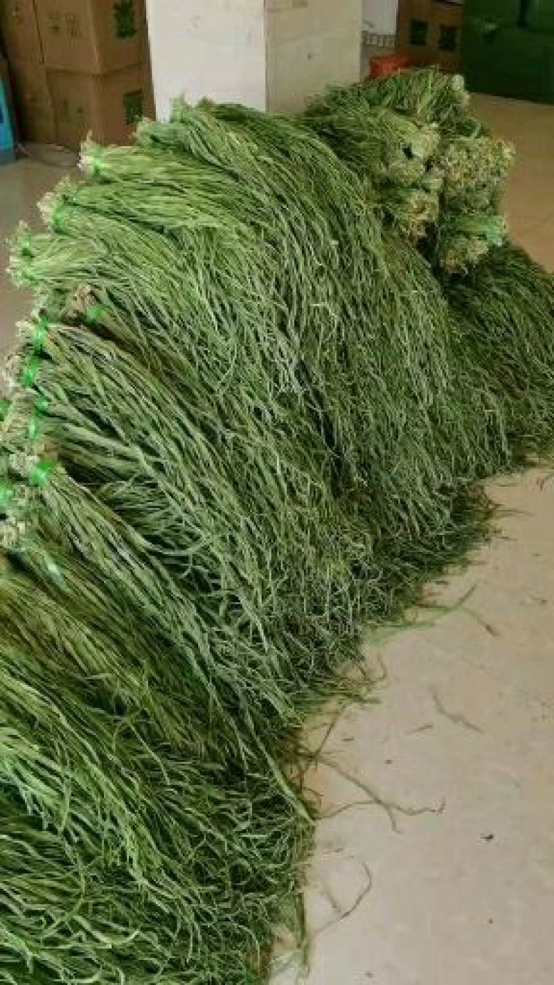 苹果经登录名口感好
