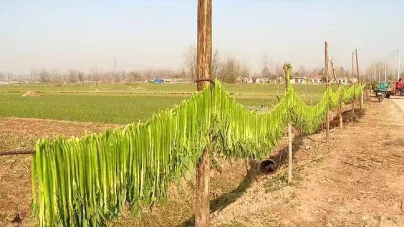 苹果经登录名口感好