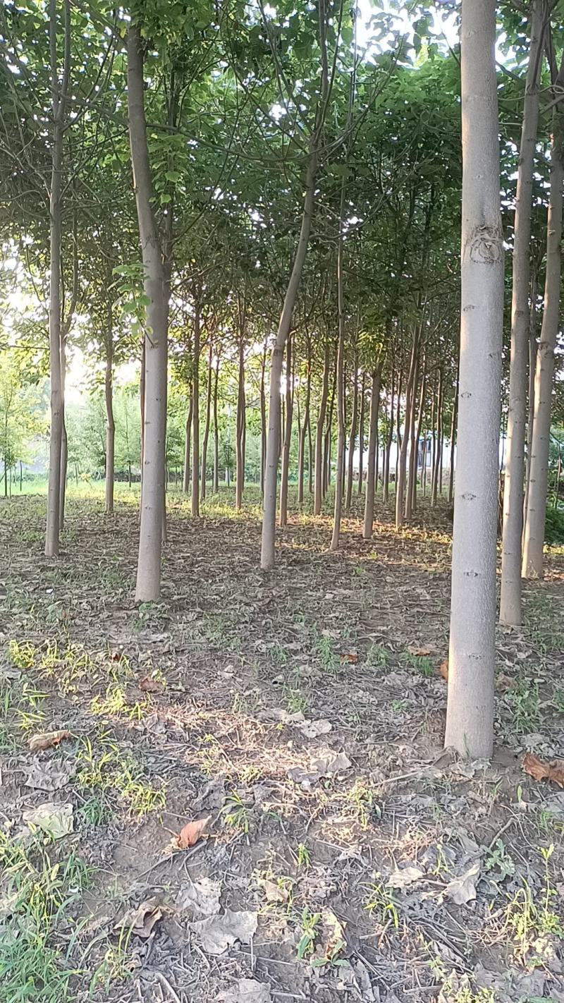 泡桐