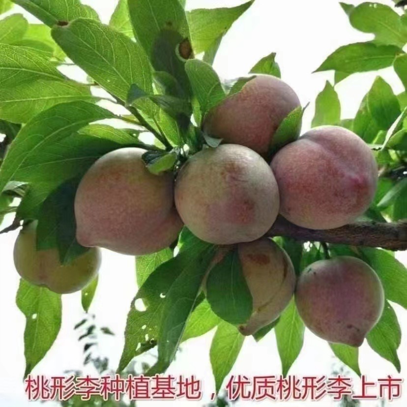 嵊州市金庭镇灵鹅桃形李