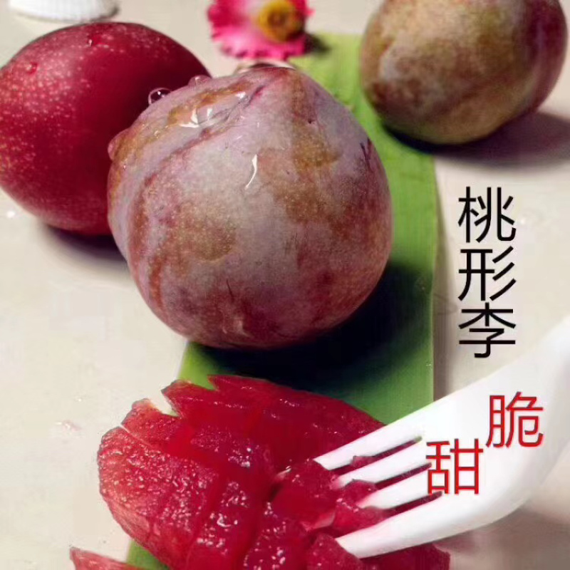 嵊州市金庭镇灵鹅桃形李