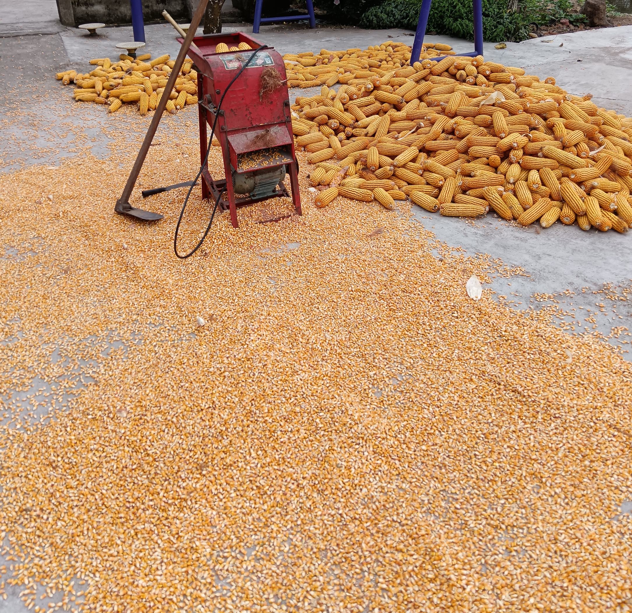 图中展示农民使用手动脱粒器对玉米棒子进行脱粒操作,清晰可见玉米粒从棒芯上分离的过程 玉米脱粒操作示意图