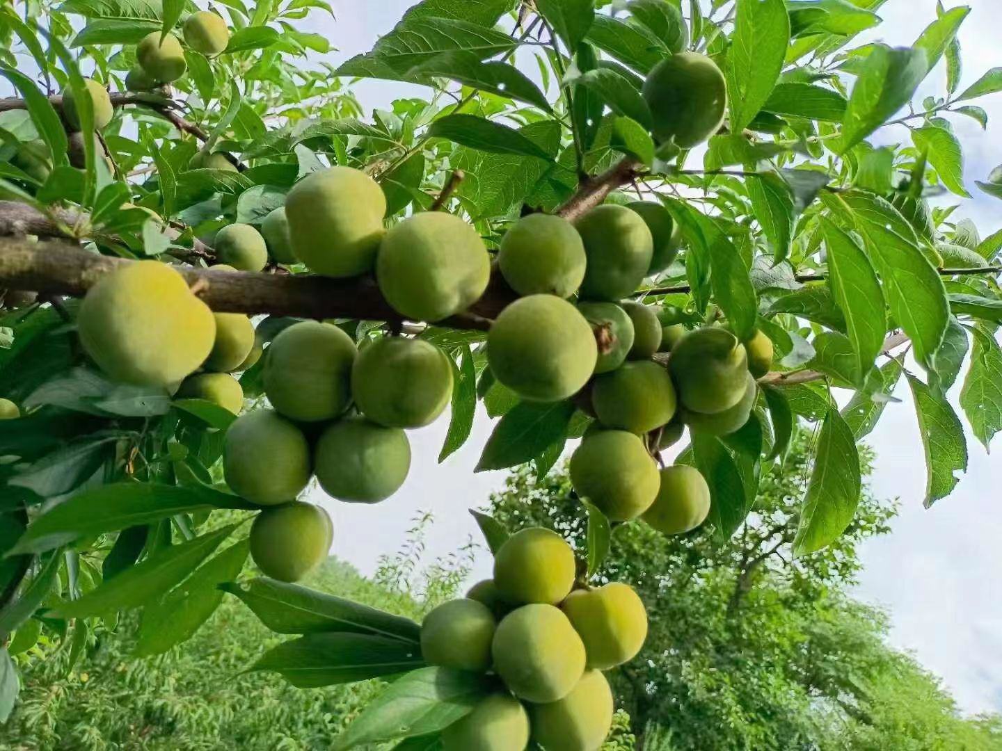 绿宝石青脆李子的种植园,整齐排列的果树在阳光下生长旺盛,果实挂满枝头 绿宝石青脆李子的种植园