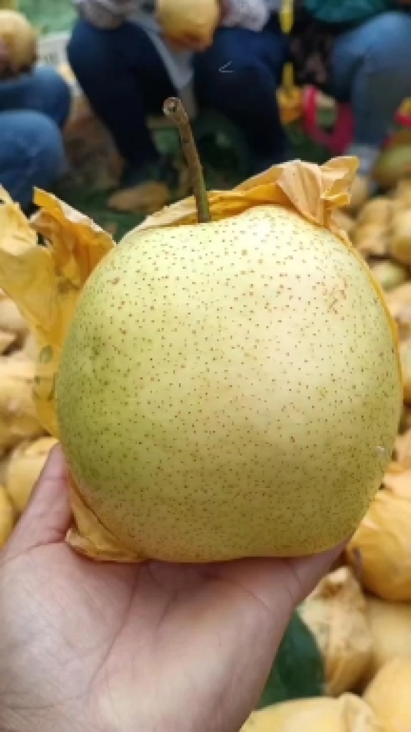 高原雪花己上市，欢迎各位老板前来订购