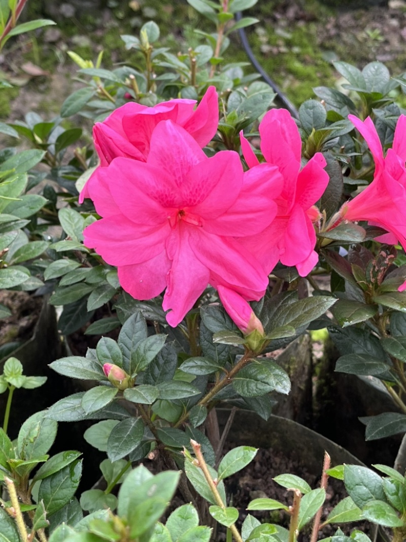 五彩杜鹃，花开200天